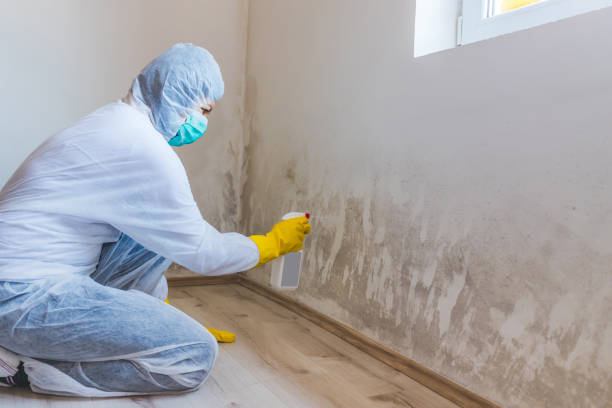 Licensed Basement Mold Remediation service in Allentown, PA - Mold Remediation HQ